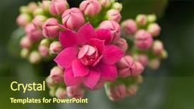  Presentation with bud - Amazing presentation design having bud light - kalanchoe house plant close up backdrop and a tawny brown colored foreground