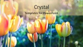  Presentation with tulips - Slide set consisting of bud light - nature background soft focus tulips background and a lemonade colored foreground