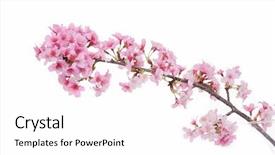  Presentation with bud - Colorful PPT theme enhanced with bud light - pink branch cherry on white backdrop and a white colored foreground