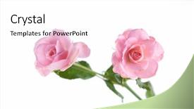  Presentation with pink rose - Audience pleasing presentation theme consisting of bud light - pink branch rose on white backdrop and a white colored foreground