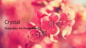  Presentation with spring tree - Slide set enhanced with bud light - pretty spring tree flowers blooming background and a coral colored foreground