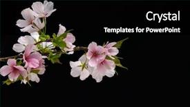  Presentation with set flowers tagetes patula - Colorful slide set enhanced with bud light - set of pink cherry flowers backdrop and a black colored foreground