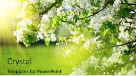  Presentation with tree spring flowers apple flowers - Slide set with bud light - spring blossom backdrop art design background and a yellow colored foreground