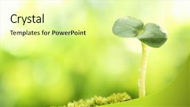  Presentation with sprout - Slide deck with bud light - young sprout in springtime closeup background and a blonde colored foreground