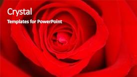  Presentation with bud - Presentation theme having bud of a red rose - shallow depth of field background and a black colored foreground