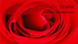  Presentation with bud - Amazing PPT theme having bud of a red rose - shallow depth of field backdrop and a crimson colored foreground