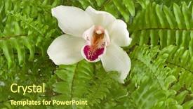  Presentation with ferns - Presentation theme enhanced with bud of a white orchid on green background of ferns background and a tawny brown colored foreground
