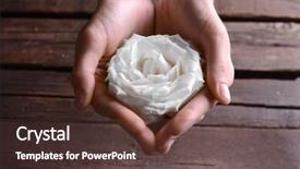  Presentation with bud - PPT layouts enhanced with bud of beautiful white rose in female hands closeup background and a tawny brown colored foreground