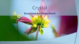  Presentation with bud - 