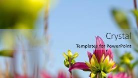  Presentation with bud - 