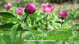  Presentation with peony - Beautiful PPT theme featuring bud-of-red-wild-peony backdrop and a tawny brown colored foreground