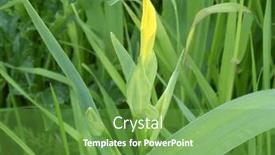  Presentation with marsh - Theme with bud-of-yellow-wild-marsh background and a tawny brown colored foreground