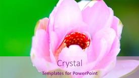  Presentation with bud - Slides having bud of young water lily flower coming into full bloom background and a pink colored foreground