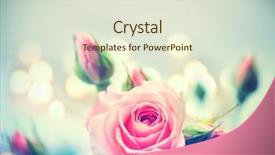  Presentation with pink roses - Audience pleasing slides consisting of bud s - beautiful pink roses vintage styled backdrop and a sky blue colored foreground