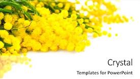  Presentation with beautiful spring flowers - Presentation theme featuring bud s - mimosa spring flowers branch border background and a white colored foreground