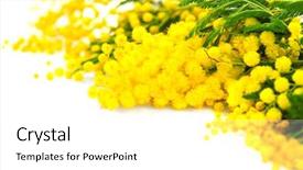  Presentation with beautiful spring flowers - Beautiful PPT theme featuring bud s - mimosa spring flowers branch border backdrop and a white colored foreground