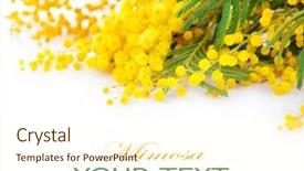  Presentation with bud - Colorful slide set enhanced with bud s - mimosa spring flowers branch border backdrop and a cream colored foreground