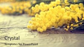  Presentation with springtime - Slide deck consisting of bud s - mimosa spring flowers background and a blonde colored foreground
