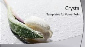  Presentation with soft white flower - Cool new theme with bud s - wet white flower on white backdrop and a white colored foreground