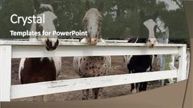  Presentation with horses - PPT layouts featuring buddies - horses behind fence background and a dark gray colored foreground