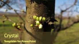  Presentation with tropical leaves and flowers - Beautiful slide set featuring buds of flowers and leaves backdrop and a tawny brown colored foreground