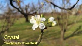  Presentation with forget me nots flowers - Presentation theme consisting of flowers and buds on plum background and a tawny brown colored foreground