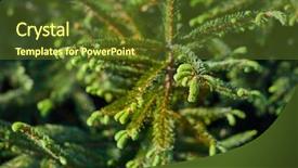  Presentation with bud - Amazing presentation theme having fresh green buds backdrop and a tawny brown colored foreground