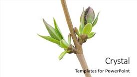  Presentation with nature design - Beautiful PPT theme featuring blooming beautiful twig lilac - isolated spring branch and buds backdrop and a white colored foreground