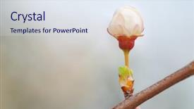  Presentation with bud - Cool new presentation design with macro of spring bud flower backdrop and a sky blue colored foreground