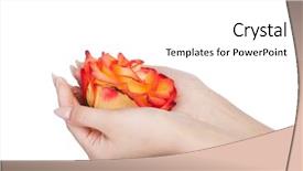  Presentation with white rose - Slide set with rose bud in female hand background and a white colored foreground