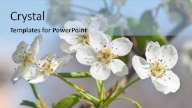  Presentation with bud - Presentation theme consisting of spring flower and bud background and a light blue colored foreground