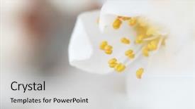  Presentation with bud - Beautiful presentation theme featuring spring flower and bud backdrop and a light gray colored foreground