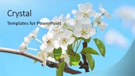  Presentation with bud - Presentation with spring flower and bud background and a light blue colored foreground