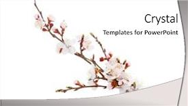  Presentation with gross blossom - Slide set having budding flower - beautiful apricot blossom in transparent background and a white colored foreground