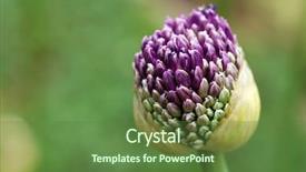  Presentation with bud - Amazing PPT theme having budding flower - giant purple allium bud just backdrop and a tawny brown colored foreground