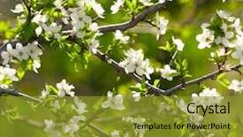  Presentation with spring - Audience pleasing theme consisting of budding flower - spring white blossoms backdrop and a gold colored foreground