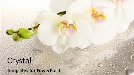  Presentation with orchid - Amazing presentation theme having budding flower - white beautiful orchid with drops backdrop and a soft green colored foreground
