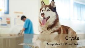  Presentation with vet - Audience pleasing PPT layouts consisting of pets animals - fluffy buddy of humans visiting backdrop and a coral colored foreground