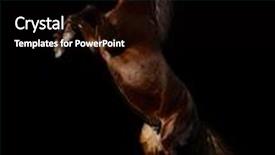  Presentation with black chalkboard vintage blackboard isolated - Cool new PPT theme with mare rears - isolated on black backdrop and a black colored foreground