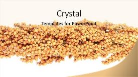  Presentation with food white - PPT theme enhanced with budgeriga - food for parrots isolated background and a  colored foreground