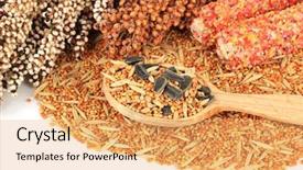  Presentation with parrots - Slide deck with budgeriga - food for parrots on white background and a  colored foreground