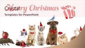  Presentation with pets - Cool new PPT theme with budgeriga - funny christmas pets merry christmas backdrop and a  colored foreground