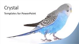  Presentation with octopus on isolated white - Beautiful slide deck featuring budgerigar isolated on white backdrop and a white colored foreground