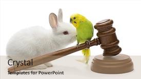  Presentation with law consumer protection - Slide deck with budgie - animal protection laws concept background and a coral colored foreground
