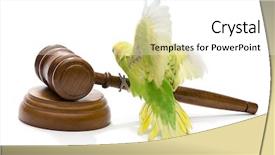  Presentation with animal rights - Colorful presentation theme enhanced with budgie - animal rights concept backdrop and a white colored foreground