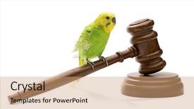 Presentation with judge gavel or law mallet - PPT theme consisting of budgie - bird on judge gavel isolated background and a coral colored foreground