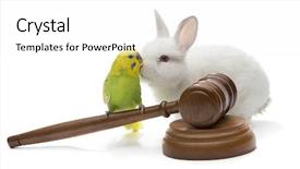  Presentation with gavel - Presentation theme featuring budgie - budgerigar bird on judge gavel background and a white colored foreground