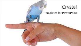  Presentation with waiter hand in white glove - Presentation featuring budgie - budgerigar on hand isolated background and a white colored foreground