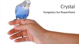  Presentation with waiter hand in white glove - Beautiful presentation theme featuring budgie - budgerigar on hand isolated backdrop and a white colored foreground