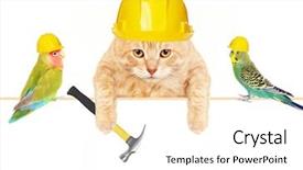  Presentation with birds - Beautiful theme featuring budgie - cat with hammer and birds backdrop and a white colored foreground
